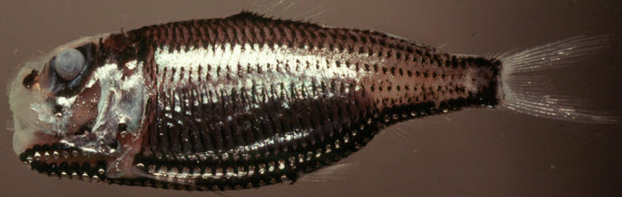 Ichthyococcus ovatus_australia.jpg